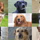 Image for article titled Nation’s Dogs Vow To Keep Their Shit Together During 4th Of July Fireworks